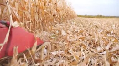 Hasatçı hasat sırasında kuru mısır saplarını kesiyor. Tarlada mısır mahsulü toplamak. Çiftlikte çalışma süreci. Manzaralı sonbahar sezonu. Yavaş çekim
