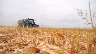 Ekin toplarken mısır taşıyan modern traktör. Tarım makinesi karavanda verimlilikle tarım arazisinden geçiyor. Tarım ya da tarım kavramı. Hasat mevsimi. Düşük görünüm
