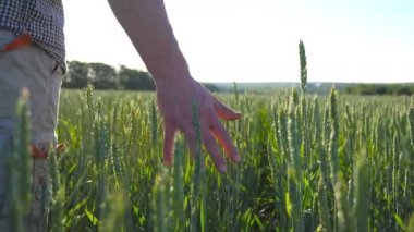 Güneşli bir günde çayırda büyüyen buğdayın üzerinden geçen erkek eli. Genç çiftçi mısır gevreği tarlasında yürüyor ve yeşil ekin kulaklarına dokunuyor. Güzel doğa manzarası. Düşük açı görünümü