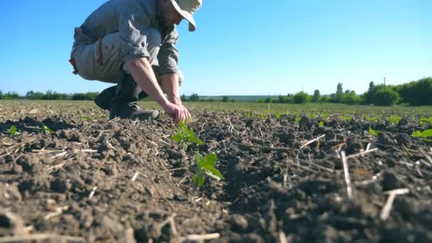 Profil mladého zemědělce, který se stará o malé zelené výhonky slunečnice na poli během sucha. Modrá obloha na pozadí. Pojem zemědělské podnikání. Nízký úhel pohledu Zavřít — Stock video