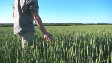 Tanınmayan genç çiftçinin profili mısır gevreği tarlasında yürüyor ve yaz günü yeşil buğday kulaklarına dokunuyor. Tarım sektörü kavramı. Arka planda mavi gökyüzü. Yan Görünüm Kapat