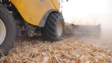 Tarlada mısır mahsulü toplayan biçerdöver manzarası düşük. Sonbahar mevsiminde hasat sırasında kuru mısır saplarını kesmek. Tarım makinesi çiftlikte çalışıyor. Agronomi konsepti. Kapat.