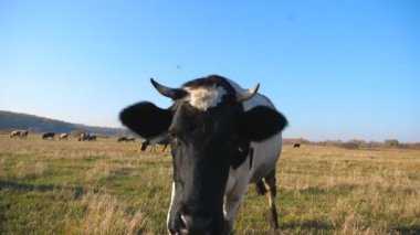 Meraklı inek kameraya bakıp kokluyor. Çayırda otlayan sevimli, dost canlısı hayvan merakını gösteriyor. Otlaktaki sığırlar. Arka planda manzara manzarası var. Çiftçilik kavramı. Yavaş çekim