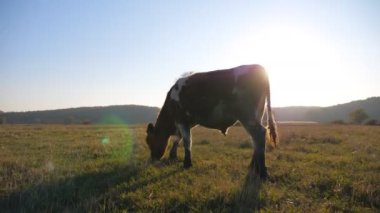 Genç buzağı çimlerde taze yeşil çimen yiyor. Otlakta otlayan sığırlar. Arka planda güneş ışığı olan güzel bir kırsal alan. Çiftçilik kavramı. Yavaş çekim Dolly.