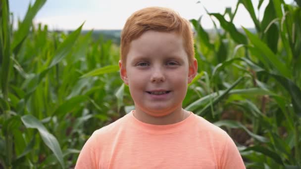 Close up de pequeno menino sorridente ruivo com sardas olhando para a câmera contra o fundo do campo de milho na fazenda orgânica. Retrato de criança de gengibre feliz em pé no prado — Vídeo de Stock