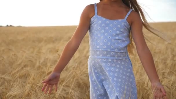 Niña en caminar a través del campo de trigo y acariciando espiguillas maduras. Lindo niño pasar tiempo en la plantación y tocar las orejas de oro de la cosecha. Niña vestida recorriendo el prado de la cebada — Vídeos de Stock