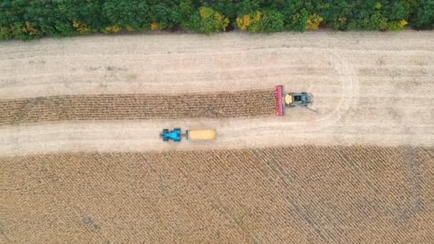 Aerial shot of tractor transporting corn cargo along field during harvesting. Flying over agricultural machine driving through farmland with grain in trailer. Top view — Stock Video