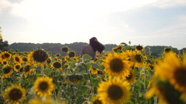 Büyük tarlaların arasında çiçek açan ayçiçekleriyle tanınmayacak kadar güzel bir kız. Genç bir kadın güzel doğa ortamında rahatlıyor ve özgürlüğün tadını çıkarıyor. Arka planda manzaralı yaz manzarası.
