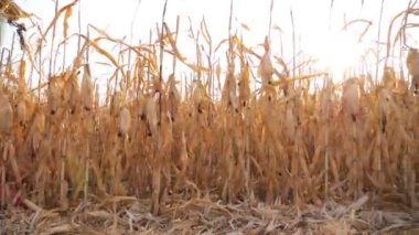 Hasat işçisi tarlada mısır mahsulü topluyor ve arka planda güneş ışığı var. Hasat mevsiminde mısır saplarını birleştirin. Tarım makinesi çiftlikte çalışıyor. Tarım ve tarım kavramı. Yan görünüm