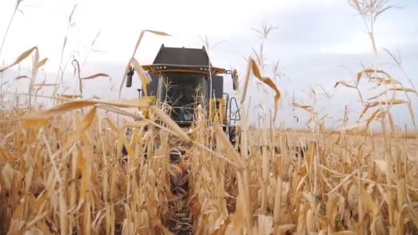 Front view of grain harvester gathering maize crop in farmland. Combine cutting yellow corn stalks during harvesting season. Farmer working on farm at yielding time. Agriculture concept. Slow motion — Stock Video