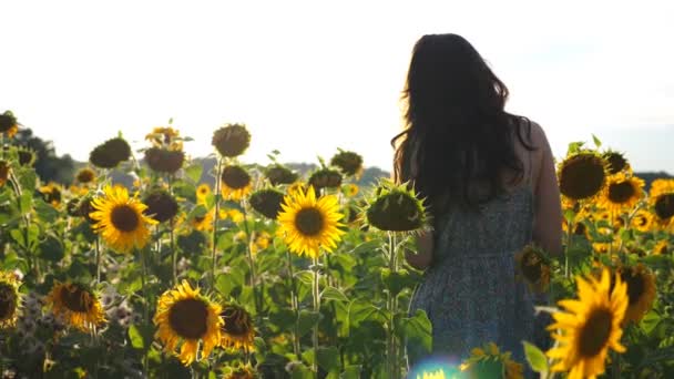 Vue arrière de la femme insouciante marchant parmi les tournesols à haute floraison. Jeune fille passant par le champ jouissant de la liberté et de la belle nature estivale au coucher du soleil. Paysage panoramique en arrière-plan. Mouvement lent — Video