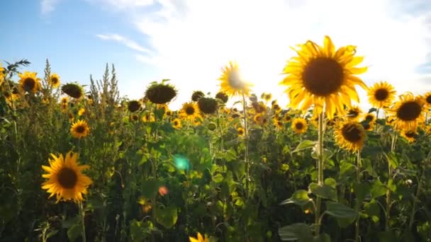 Prachtig uitzicht op bloeiende zonnebloemen onder blauwe hemel en zonlicht. Heldere zonnestralen die door gele bloemblaadjes van landbouwgewassen schijnen. Scenic natuur achtergrond. Zomer landschap. Langzame beweging — Stockvideo