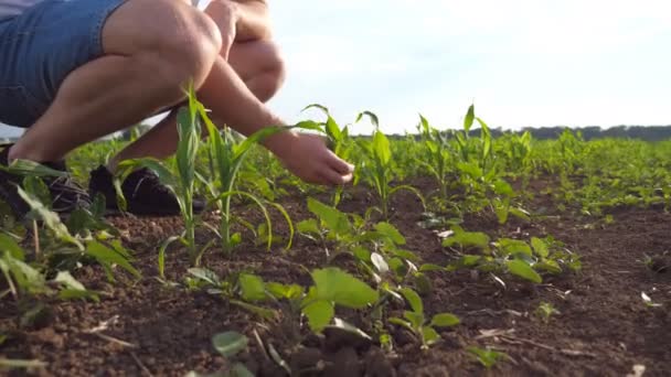 Low angle view of male farmer touching young sprout of corn on the field at sunrise. Unrecognizable guy caring about plants. Concept of green environment protection. Side view Slow motion — Stock Video