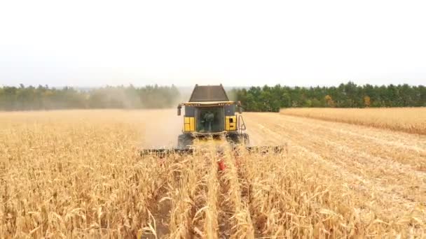 Foto aérea de cosechadora recolectando maíz en tierras de cultivo. Combinar el trabajo en la granja durante la cosecha. Maquina de agricultura conduciendo entre hermoso paisaje rural. Vista frontal — Vídeo de stock