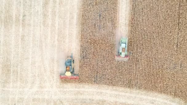 Luftaufnahme von Mähdreschern bei der Ernte von Mais. Langsam über Erntemaschinen fliegend, geht es durch Felder, auf denen Gerstenhalme geschnitten werden. Landmaschinen, die auf dem Hof arbeiten. Erntekonzept. Ansicht von oben — Stockvideo