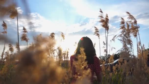 Fiatal, felismerhetetlen lány sétál a magas fű mezején naplementekor. Lány élvezi a természet gyönyörű táj a háttérben. Visszapillantás Lassú mozgás Zárás — Stock videók