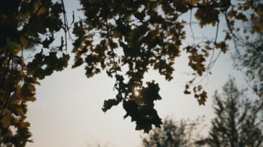 Rüzgar, ağaçların dallarını karıştırır. Sarı akçaağaç yaprakları içinden güneş ışınları geçer. Yaprakların arasında parlayan güneş ışığı. Renkli doğa sezonu. Güzel doğal arka plan. Yavaş çekim. Yakın çekim.