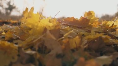Sarı akçaağaç yapraklarının sonbahar ormanlarında yere düşüşünün detaylı görüntüsü. Toprak canlı yapraklarla kaplıydı. Güneş düşen yaprakları aydınlatır. Renkli sonbahar sezonu. Yavaş çekim. Yakın çekim.