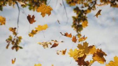 Sarı akçaağaç yapraklarını takip eden kamera sonbahar ormanlarında yere düşüyor. Gökyüzü arka planında uçuşan parlak yaprakları kapat. Renkli sonbahar sezonu. Yavaş çekim