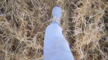 İnsanın bacaklarının kuru kamışa basıp yürümesine bakış açısı. Buğday tarlasında yürüyen, spor ayakkabılı tanınmayan bir adam. Erkek ayağının basamakları. POV Yavaş çekim Kapat