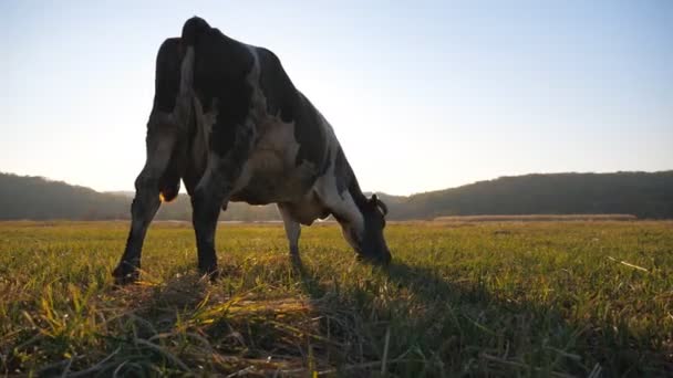 Vaca de pie entre el campo y comer hierba con luz solar en el fondo. Ganado pastando en pastos. Hermoso paisaje rural. Escena rural escénica. Concepto agrícola. cámara lenta Dolly disparo Primer plano — Vídeos de Stock