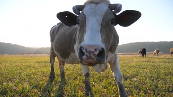 Curious cow looking into camera and sniffing it. Cute friendly animal grazing in meadow showing curiosity. Scenic countryside landscape with sunlight at background. Farming concept. Slow mo Close up — Stock Video