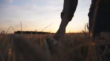 Genç çiftçi arpa tarlasında yürüyor ve altın kulaklı kol ekinleriyle okşuyor. Erkek el, çayırda yetişen olgun buğday üzerinde hareket eder. Tarım sektörü konsepti. Arkaplanda güneş ışığı