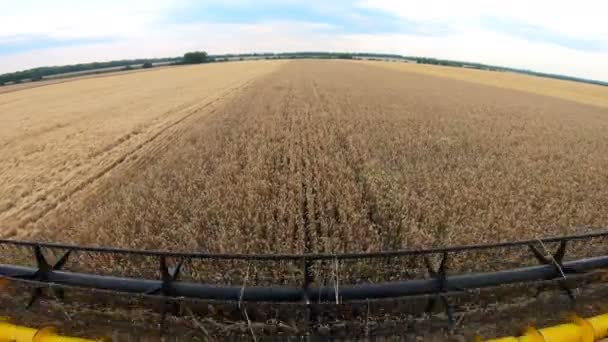 Kilátás a kombájn kabinból a búza ültetvényre a termés begyűjtése során. Gabonatermelő árpa szárakat szeletel. Farmer a mezőn dolgozik. Gazdálkodási és betakarítási koncepció. Szcenírozott vidéki táj a háttérben — Stock videók