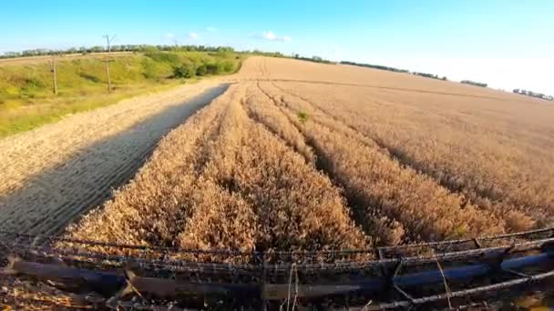 Combine equitação através de terras agrícolas e colheita de trigo. Vista da cabine da colheitadeira para a bela paisagem rural. Máquina agrícola que trabalha na fazenda. Conceito de agronomia. Temporada de colheita — Vídeo de Stock