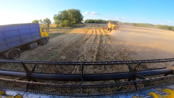 Pohled z kombinované kabiny na zemědělské a zemědělské stroje během sklizně. Sklízeč zrn projíždí zemědělskou půdou a sbírá zralou pšenici. Farmář pracující v terénu. Koncept agronomie — Stock video