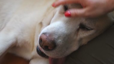 Kadın sahibinin, bacağının üzerinde duran labradorunu okşamasına çok yakındı. Soylu Golden Retriever köpeğini evde okşayan genç bir kadının eli. Kız sevimli evcil hayvanını nazikçe okşuyor.