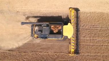 Çavdar ya da buğday ekinlerini toplarken çekilen hava görüntüsü. Güneşli bir günde tarlada çalışan hasat makinesinin üzerinde uçmak. Hasat ve tarım konsepti. Üst Görünüm Kapat