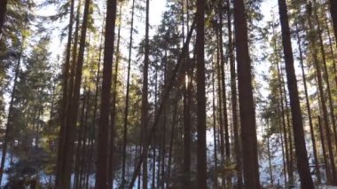 Sabahın erken saatlerinde ağaçların arasından doğan güneş ışığı. Sıcak güneş ışınları kışın bitkileri aydınlatıyor. Güneşli güzel bir çam ormanı. Arka planda doğa. Yavaş çekim