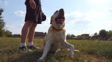 Labrador ya da golden retriever yeşil çimlerin üzerinde erkek sahibinin yanında yatıyor. Genç çocuk ve köpek güneşli bir günde çayırda birlikte vakit geçirirler. Arka planda yaz manzarası. Kapat.