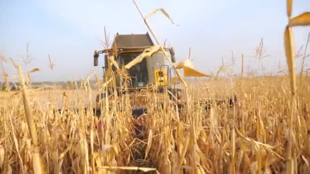 Přední pohled na sklízecí stroj sklízející obilí na zemědělské půdě. Kombinovat práci na farmě během sklizně na podzim. Scénická krajina se zlatým kukuřičným polem kolem. Koncept agronomie — Stock video