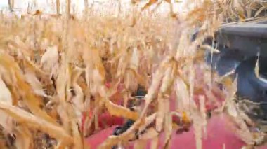 Hasat sırasında kuru mısır saplarını kesen hasat başlığını kapat. Tarlada mısır mahsulü toplamak. Çiftlikte çalışma süreci. Yavaş çekim