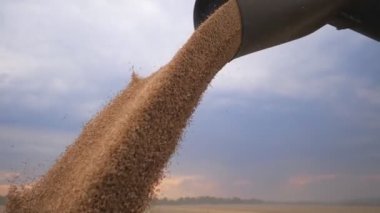 Hasat makinesinden dökülen sarı kuru çekirdekleri kapatın. Akşamları kamyonda hasat edilen buğday tanelerini yüklemek. Güzel arka plan. Hasat ya da tarım kavramı. Yavaş çekim