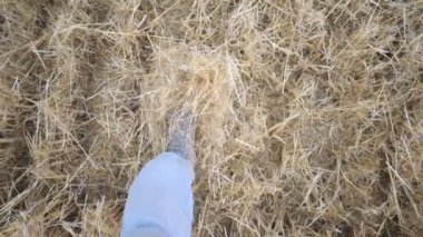 İnsanın bacakları kuru saman tekmeliyor. Buğday tarlasında yürüyen, spor ayakkabılı tanınmayan bir adam. Erkek ayağının basamakları. POV Yavaş çekim Kapat