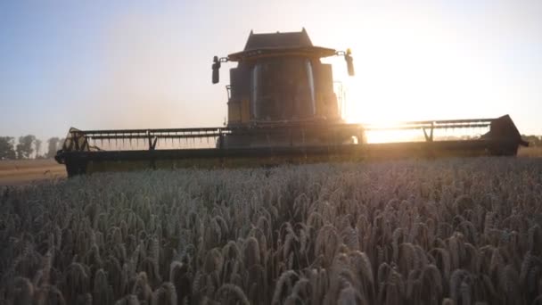 Front view of modern harvester gathering crop of ripe wheat in field at sunset time. Combine riding through rural cutting yellow stalks of barley. Bright sunset light shining at background. Slow mo — Stock Video