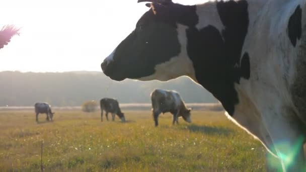 Unrecognizable guy giving some green grass to cow. Curious friendly animal eating from hand of farmer. Cattle on pasture. Farming concept. Scenic countryside scene. Slow motion Close up — Stock Video