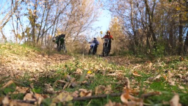 Zwei Motorradfahrer rasen mit ihren Motorrädern durch den Herbstwald. Freunde, die sich aktiv in der Natur erholen, fahren leistungsstarke Motorräder. Biker genießen die gemeinsame Fahrt. Extremsportkonzept — Stockvideo