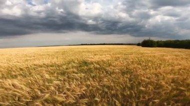 Geniş alanda manzara, rüzgarda sallanan altın buğday saplarıyla. Bulutlu yaz gününde tahıl çayırı. Kırsal kesimin resimli bir görüntüsü. Güzel doğa manzarası. Dolly çekim ağır çekim