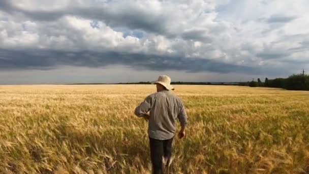 熟した小麦畑を歩き、農地の農業についてのインタビューを与える男性農家。若い農学者は黄金の大麦の牧草地に手を指し、季節の作物について話しています。後景 — ストック動画