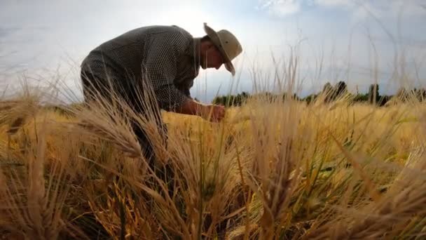 Joven agrónomo de pie en el prado de cereales y explorar tallos de cebada madura en el soleado día de verano. Hombre agricultor examinando las espigas de trigo del campo. Concepto de negocio agrícola. Movimiento lento — Vídeos de Stock