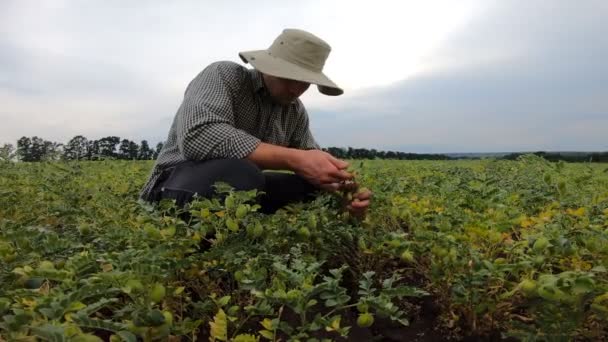 Zbliż się do młodego rolnika siedzącego na polu ciecierzycy i odkrywającego zielone krzewy w pochmurny dzień. Mężczyzna-agronomista badający ziarno ciecierzycy na łące. Pojęcie działalności rolniczej. Zwolniony ruch — Wideo stockowe