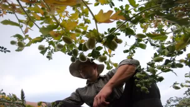 Låg sikt till unga jordbrukare sitter på fältet och utforska gröna kikärter bönor på mulen dag. En manlig agronom som undersöker Garbanzo Peas på ängen. Begreppet jordbruksföretag. Långsamma rörelser — Stockvideo