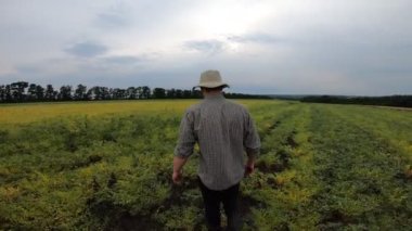 Bulutlu yaz gününde nohut tarlasından geçen genç çiftçiyi takip edin. Yeşil garbanzo çayırında yürüyen erkek tarım uzmanı. Güzel manzara manzarası. Tarım sektörü kavramı. Arka görünüm