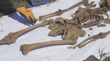 Eldiven giymiş arkeologların erkek eli iskelet insan haritasına tarih öncesi kemikleri yerleştiriyor. Kazıdan sonra arkeoloji alanında çalışan bir arkeolog. Arkeoloji kavramı. Kapat.