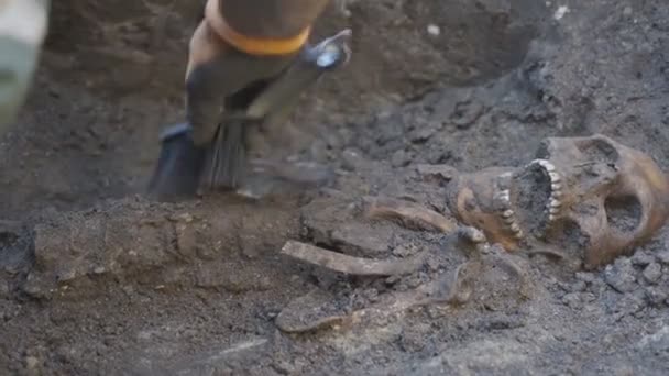 Mužské rameno archeologa v rukavici čistí nečistoty kostry štětcem při výkopu na objektu. Archeolog pracující s pravěkými kostmi na archeologickém nalezišti. Archeologický koncept. Zavřít — Stock video