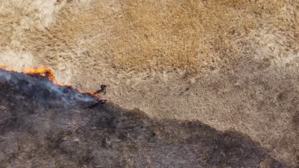 Luchtfoto van brandweerlieden met schoppen blussen brandend gras op het platteland. Brandweermannen in uitrusting die vuur blussen op de weide. Begrip milieuproblematiek en opwarming van de aarde — Stockvideo